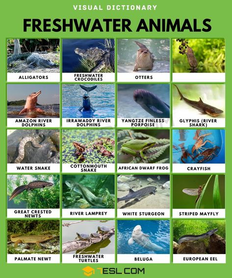 Fresh Water Animals, Names Of Plants, River Animals, Animals List, Animals Name In English, River Dolphin, Visual Dictionary, Animal Conservation, Water Animals