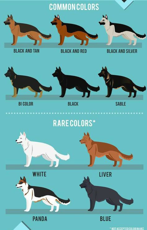 Panda German Shepherd, German Shepherd Colors, Types Of German Shepherd, Black German Shepherd Puppies, Baby German Shepherds, Sable German Shepherd, German Shepherd Breeds, White German Shepherd, German Shep