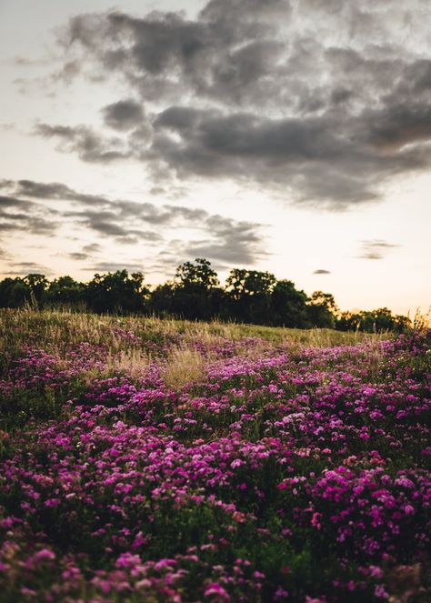 Purple flower field under cloudy sky photo – Free Flower Image on Unsplash Purple Flower Field, Flowers In Field, Beautiful Florida, Map Marker, Flower Image, Sky Photo, Light Flare, Sky Photos, 5 Image