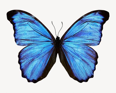 Blue butterfly, animal design  | free image by rawpixel.com / pimmymecute Blue Butterfly Art, Butterfly Headpiece, About Butterfly, Butterfly Animal, Butterfly Aesthetic, Butterfly Blue, Blue Butterflies, Butterfly Art, Download Free Images