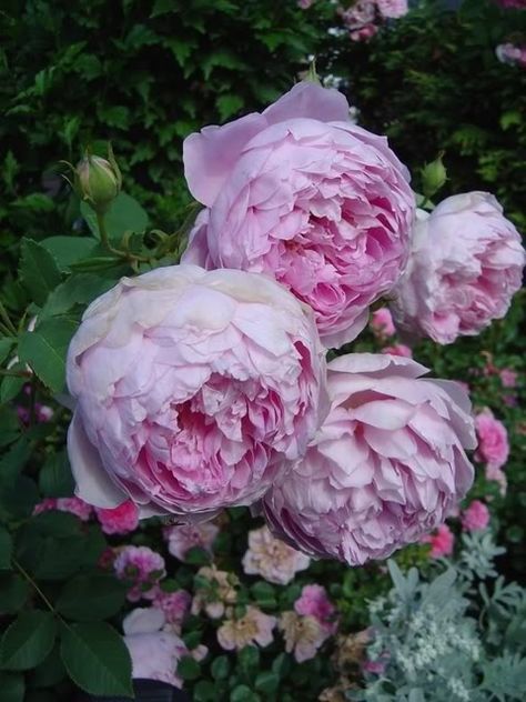 the ingenious mr fairchild rose | The Ingenious Mr. Fairchild Garden Design Flowers, Southern Gardens, Cottage Garden Roses, Rose Garden Design, Roses Beautiful, Rose Care, Rose Varieties, David Austin Roses, Flowers Rose