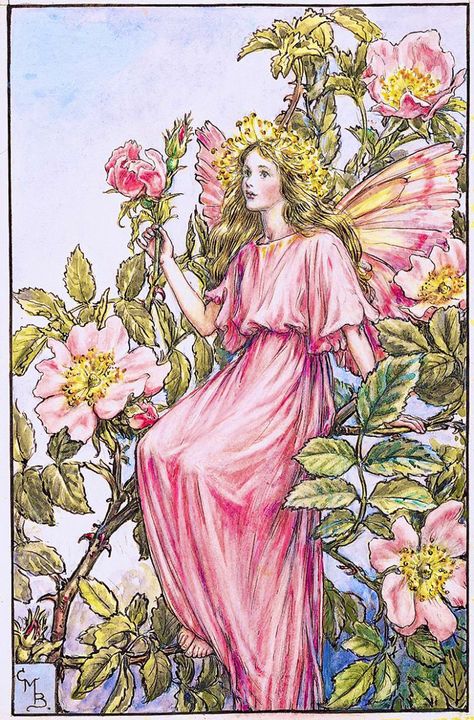 Maude Frome (@frome_maude) / Twitter Wood Postcard, Rose Fairy, Summer Fairy, Wood Card, Cicely Mary Barker, Postcard Printing, Flower Fairies, English Roses, Wild Rose