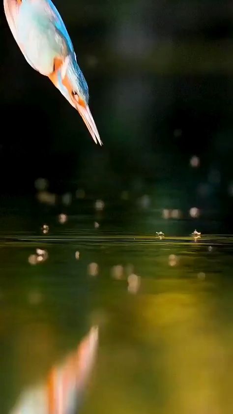 Fish Gif, Amazing Animal Pictures, Most Beautiful Birds, Bird Hunting, Amazing Nature Photography, Amazing Nature Photos, Beautiful Locations Nature, Pet Bird, Attract Wealth