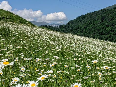 How to Grow and Harvest Chamomile Chamomile Plant, Attracting Beneficial Insects, Blueberry Bushes, Beneficial Insects, Chamomile Flowers, Container Flowers, Different Plants, Growing Herbs, Raised Garden