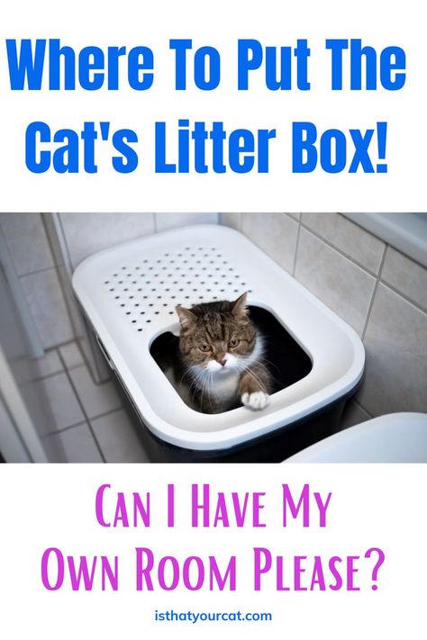 where to put the cat litter box Litter Box Placement, Cat Litter Box, Pretty Cats, Cat Litter, Litter Box, The Bathroom, Kitty, Canning