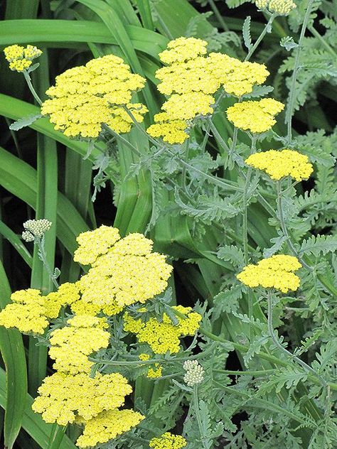 Achellia filipendulina Form: 3' wide Flowers: yellow flat toped corymbs Notes: blooms late spring to summer Grapefruit Plant, Terra Cotta Plant, Yarrow Flower, Drought Tolerant Perennials, Nassau County, Plant List, Flower Tops, Nassau, Perennial Plants