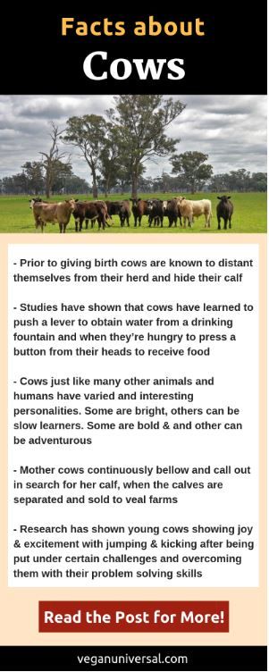 Cow Care, Cow Facts, Farm Animals Activities, Cow Stuff, Agriculture Projects, Raising Cattle, Vegan Facts, Holiday Pics, Dream Farm