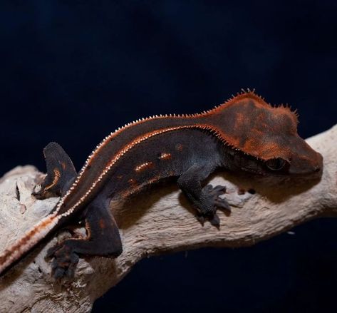 Silly Reptiles, Pretty Reptiles, Lizard Wallpaper, Crested Gecko Morphs, Gecko Enclosure, Lizard Habitat, Thorny Devil, Gecko Habitat, Lizard Types