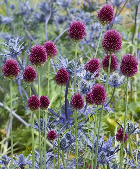 Drumstick Allium, Allium Sphaerocephalon, Deer Resistant Flowers, Globe Thistle, Bulbous Plants, Planting Onions, Blue Plants, Have Inspiration, Plant Combinations