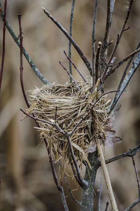 Fern Care Outdoor, Birds Nest Fern Care, Birds Nest Fern, Bird Nests Art, Nest Craft, Nest Painting, Nest Images, Bird Nest Painting, Fern Care