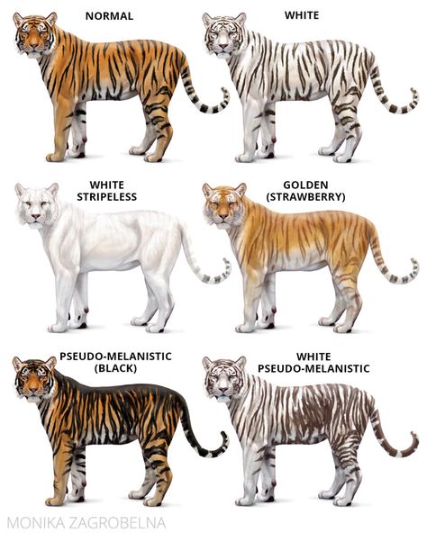 Body Base Tutorial, Tiger Exhibit, Tiger Body, Base Tutorial, Wild Cat Species, Tiger Species, Land Animals, Adorable Home, Home Animal