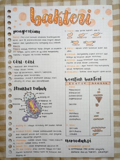 Catatan tentang Bakteri | kelas 10 - Clearnote Gambar Bakteri, Materi Kelas 10, Min Map, Maps Aesthetic, Mind Map Design, School Study Ideas, Biology Facts, Youtube Channel Ideas, Biology Lessons