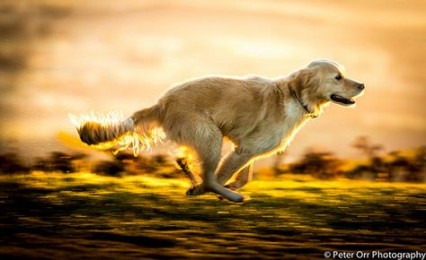 Golden Retriever Running, Animal Poses, Dogs Walking, Malvern Hills, Running Photography, Dog Running, Pet Supplements, Bird Dogs, Best Dog Breeds