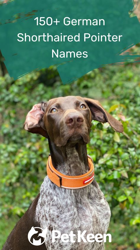 Short Hair Pointer Puppy, German Shorthaired Pointer Names, Female Hunting Dog Names, German Shorthaired Pointer Tattoo, Male Dog Names Unique, German Pointer Puppy, German Dog Names, Puppy Names Unique