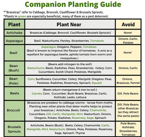 Free Printable Companion Planting Chart 3 Sisters Garden, Onions From Seed, Three Sisters Garden, Herb Companion Planting, Herb Planting, Growing Onions From Seed, Gardening Printables, Grow Onions, Planting Chart