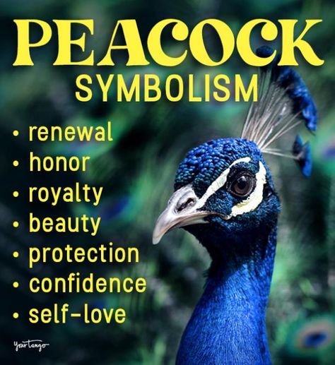 Peacock Meaning Inspiration, Peacock Meaning Symbols, Peacock Spirit Animal Meaning, Peacock Spirit Animal, Peacock Tattoo Meaning, Peacock Spiritual Meaning, Peacock Meaning, Peacock Quotes, Peacock Symbolism