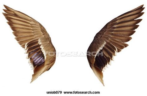 How to draw angel wings 125cc Motorbike, Duck Wings, Honda 125, Wings Drawing, Angel Drawing, A Wing, Duck Dynasty, Bird Wings, Guided Drawing