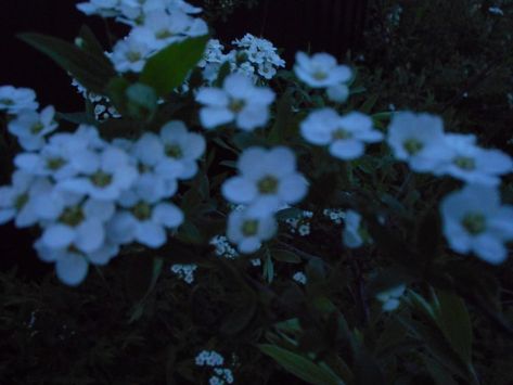 цветы ночь эстетика Pretty Plants, Night Aesthetic, Aesthetic Images, Nature Aesthetic, Pretty Places, Wallpaper Pc, Grunge Aesthetic, Photography Inspo, Aesthetic Photo