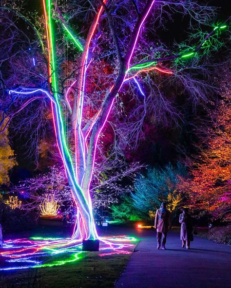 Nature In Winter, Park Lighting, Brooklyn Botanical Garden, Brooklyn Botanic Garden, Light Art Installation, Light Tunnel, Nature Projects, Forest Light, Night Garden