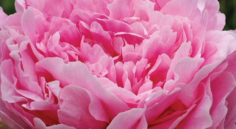 Peonies Planting, Peony Support, Itoh Peonies, Planting Peonies, Growing Peonies, Tomato Cages, Border Plants, Fast Growing Plants, New Roots