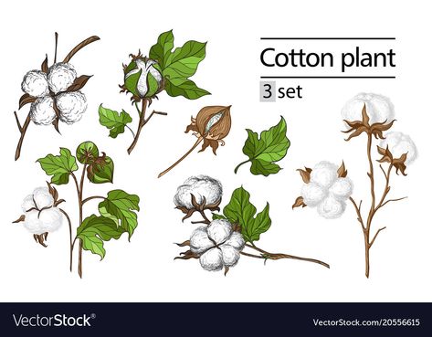 Cotton Plant Drawing, Plant Vector, Cotton Plant, Cotton Blossom, Botanical Illustrations, Hand Draw, Plant Drawing, Floral Stickers, Botanical Drawings