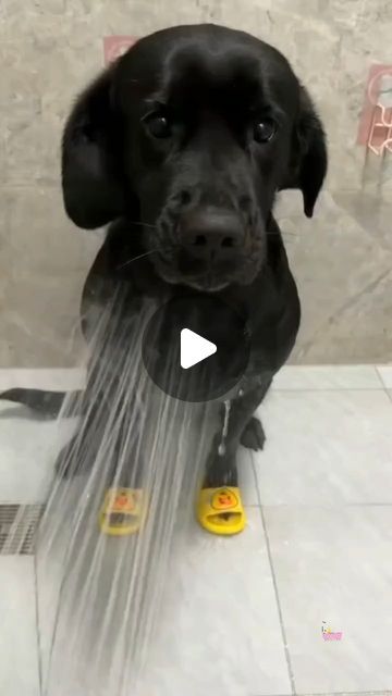 Labrador Moments™ on Instagram: "Bath maintenance sleep - 📹| @tangsong12345 📲| Check their awesome page & give them a follow 📌" Labrador Funny, Dog Remedies, Bad Behavior, Great Dane Dogs, Dog Wash, Dog Bath, Dog Rules, Cute Funny Dogs, March 27