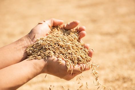 Paddy in harvest,the golden yellow paddy... | Free Photo #Freepik #freephoto #rice-seed #rice #rice-grain #rice-paddy Young Farmers, Female Farmer, Ebook Design, Organic Rice, Rice Grain, Koh Tao, Golden Yellow, Free Photo, Wonders Of The World