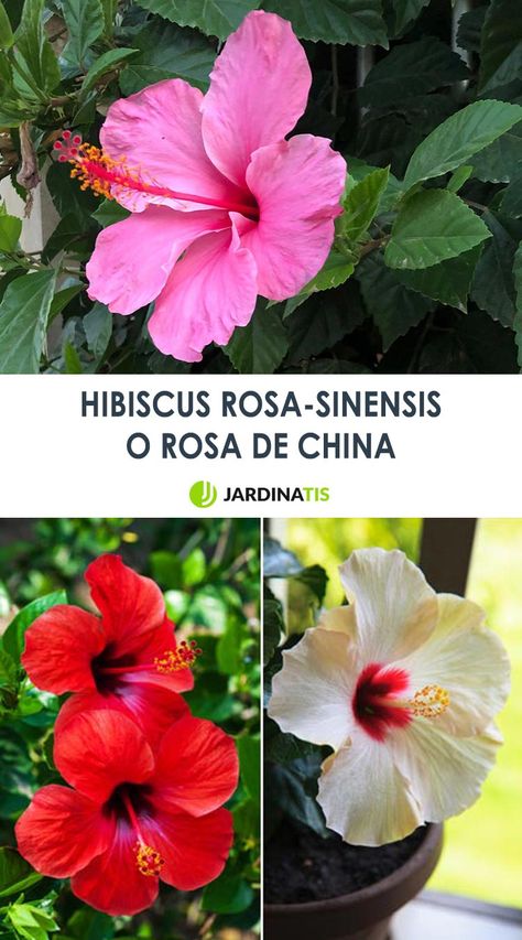 La rosa de china, una variedad de hibisco, es una de las plantas más espectaculares de los arreglos estivales. Vamos a conocer un poco más de esta flor exótica, duradera y atractiva. #rosasinsencis #hibisco #hibiscus #jardinería #jardinatis #flores Rosa China, Santa Rita, Photoshop Cc, Red And Gold, Plant Decor, Hibiscus, Flamingo, Mood Board, China