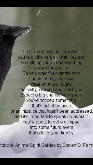 The meaning of crow showing up Crow Meaning, Celtic Witch, Animal Spirit Guides, Animal Guides, The Great, Animal Symbolism, Crows Ravens, Start A Fire, Spiritual Meaning