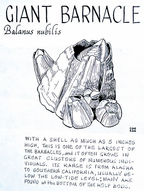 Giant Barnacle (Balanus nubilis) Barnacle Drawing, Barnacle Tattoo, Barnacles Drawing, Animal Journal, Nature Objects, Water Creatures, Sea Anemone, Animal Study, Awesome Animals