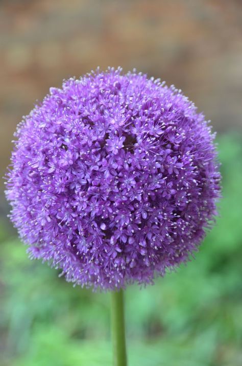 Allium giganteum | Chicago Botanic Garden Giant Allium, Allium Giganteum, Morning Music, Music Flower, Chicago Botanic Garden, Digital Flower, Fall Bulbs, Plant Information, Garden Help