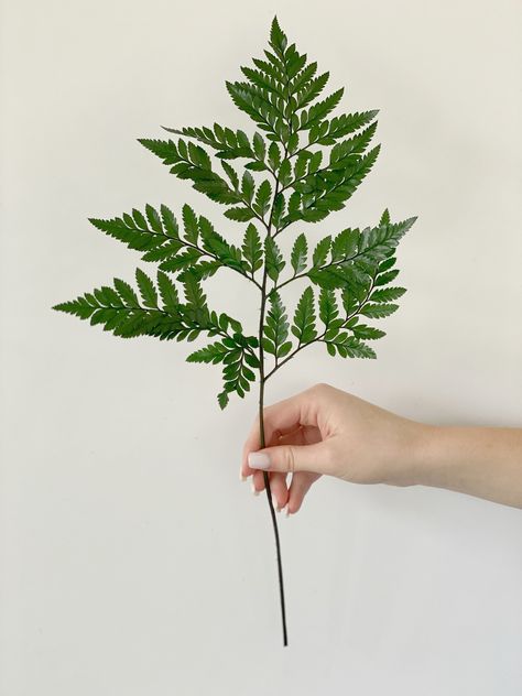 PLEASE READ At this time, processing time for each order will take 3 weeks, on top of that will be the shipping time.Shipping time is not in our hands!Please if you need early than that, add to your cart---RUSH MY ORDER ---listing,with that listing priority shipping is included. The leatherleaf fern is Preserved. This is the fern that is tucked in with most floral bouquets to enhance the presentation of the flowers used in the bouquets.will last for years. Listing is for 5 leafs. Leatherleaf Fern, Fern Bouquet, Dried Fern, Leather Leaf, Birth Flowers, Floral Bouquets, Wedding Basket, Fern, 3 Weeks