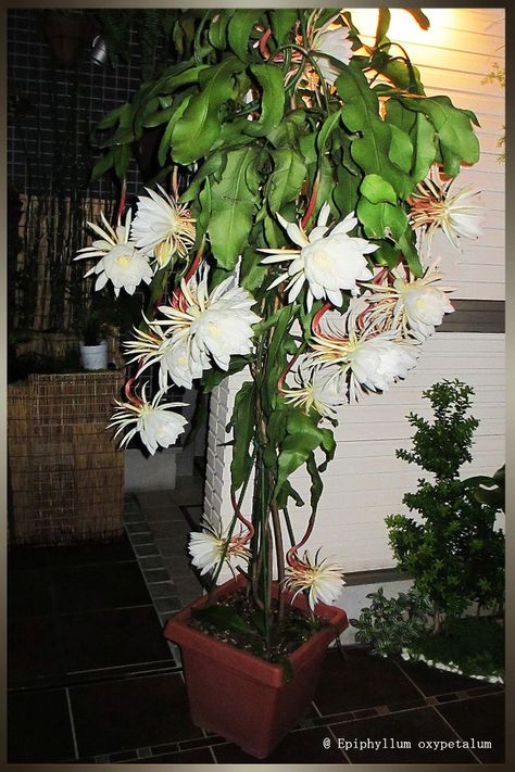 #月下美人#Epiphyllum_oxypetalum Epiphyllum Oxypetalum, Night Blooming Flowers, Queen Of The Night, My House, Indoor Plants, Beautiful Flowers, Queen, Plants, Flowers