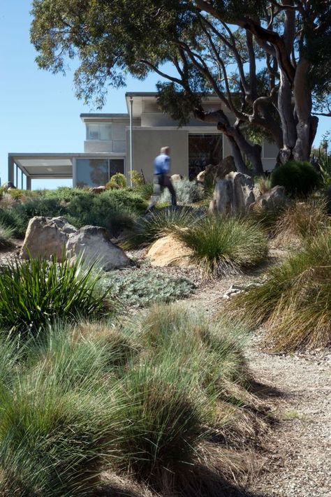 Sustainable Garden Design, Beach House Garden, Australian Garden Design, Bush Garden, Australian Native Garden, Drought Tolerant Garden, Planting Design, Dry Garden, Piscina Natural