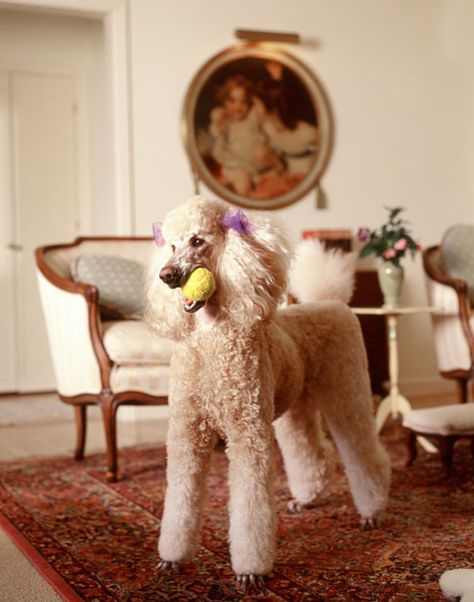 love this pretty poodle girl Poodle Cuts, Pretty Poodles, French Poodles, Miniature Poodle, Poodle Mix, Standard Poodle, Poodle Dog, Toy Poodle, Dog Grooming