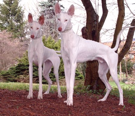 Ibizan Hound, Pharaoh Hound, Puppy Biting, Animal References, Breed Dogs, Reptiles Pet, Pretty Dogs, Wild Dogs, Doberman Pinscher