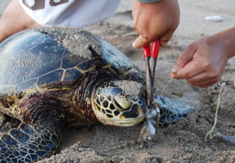 n 1990, NOAA’s Pacific Islands Fisheries Science Center (PIFSC) Marine Turtle Research Program initiated a state-wide effort to help injured and sick stranded sea turtles. Since the program began 23 years ago over 800 turtles have been rescued and successfully released. F Sea Turtle Species, Save Planet Earth, Marine Turtle, Save The Sea Turtles, Marine Debris, Ocean Pollution, Your Trash, Marine Ecosystem, Water Pollution