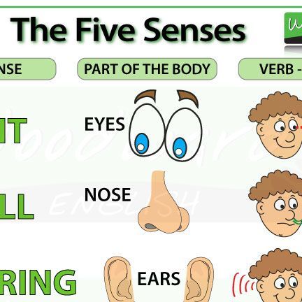 Woodward English Learn English on Instagram: "🟣 ENGLISH VOCABULARY 🟣 👀 The FIVE SENSES in English 👃 ✅ See our English lesson about the FIVE SENSES (including a video) here: https://www.woodwardenglish.com/lesson/the-five-senses/ #LearnEnglish #FiveSenses #ESOL #Education #Science #Senses #EnglishVocabulary #Sight #Smell #Hearing #Taste #Touch #WoodwardEnglish" Woodward English, The 5 Senses, The Five Senses, Science Vocabulary, Education Science, Five Senses, Speaking English, Teacher Hacks, English Lessons