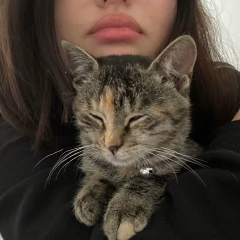 Annika Volkov, Insta Photo Ideas, Cool Cats, Me Core, My Aesthetic, A Cat, Cute Cats, Photo Ideas, Avatar