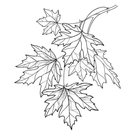 Vector branch with outline Acer or Maple ornate leaves in black isolated on white background. Composition with foliage of Maple. Vector branch with outline Acer stock illustration Maple Leaf Drawing, Fall Leaves Tattoo, Fall Leaves Background, Style For Autumn, Branch Drawing, Leaves Sketch, Tree Drawings Pencil, Branch Tattoo, Leaf Outline