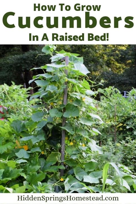 How to Grow Cucumbers in Raised Beds. Growing cucumbers from seed to harvest. Tips how to grow cucumbers vertically on a trellis in an organic garden. Vegetable gardens don't have to be huge to grow cucumbers. Learn garden tips to increase plant production. Grow Cucumbers Vertically, Growing Cucumbers From Seed, Raised Bed Vegetable Garden Layout, Growing Cucumbers Vertically, Salsa Garden, How To Grow Cucumbers, Planting Chart, Above Ground Garden, Grow Cucumbers