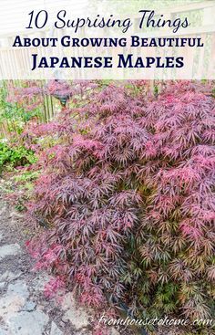 Japanese Maples are beautiful trees to add to your landscape, whether in your front yard or back yard garden. These gardening tips tell all about how to care for them, including pruning and fertilizing, so you can grow them successfully. #JapaneseMaples #GardeningTipsAndPlants Growing In Containers, Coral Bark Japanese Maple, Shade Loving Shrubs, Backyard Trees, Japanese Maples, Maple Trees, Japanese Maple Tree, Shade Perennials, Magic Garden