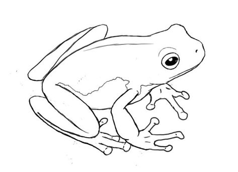 Frog Outline, Draw A Frog, Frog Sketch, Art Du Croquis, Frog Coloring Pages, Frog Illustration, Pencil Drawing Tutorials, Bird Sketch, Frog Drawing