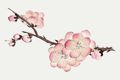 Chinese Plum Blossom Tattoo, Plum Blossom Drawing, Plum Tattoo, Plum Blossom Tattoo, Chinese Plum Blossom, Japanese Plum Blossom, Moodboard Images, Genshin Oc, Chinese Drawing