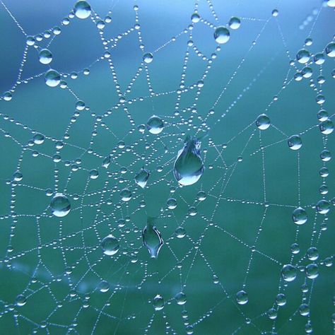 Wet spider web. A Kind Of Magic, Friends Are Like, Water Droplets, Feeling Blue, Rain Drops, Water Drops, Geometric Art, Spider Web, Art Reference