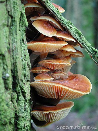 Winter Mushrooms, Mushrooms Growing, Lichen Moss, Mushroom Pictures, Slime Mould, Plant Fungus, Mushroom Fungi, Wild Mushrooms, Mushroom Art