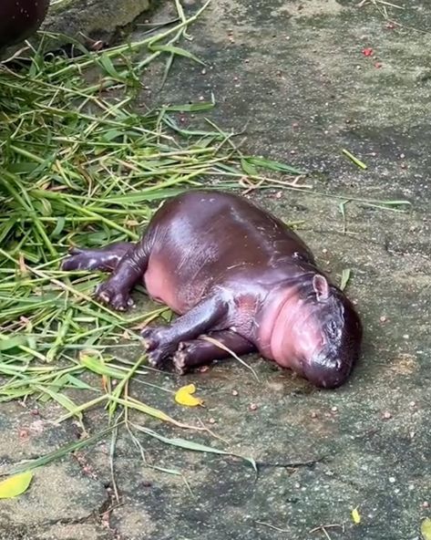 how i sleep at night knowing there’ll be fresh moo deng content tmrw 👼💭🤍 (📷: @khamoo.andthegang) . . . . #moodeng #hippo #pygmyhippo #zoo #thailand Moodeng Hippo Cute, How I Sleep At Night Knowing, Moo Dang, Spiritual Animal, Cute Hippo, Teen Life Hacks, Funny Dude, Cute Animal Photos, Unique Animals