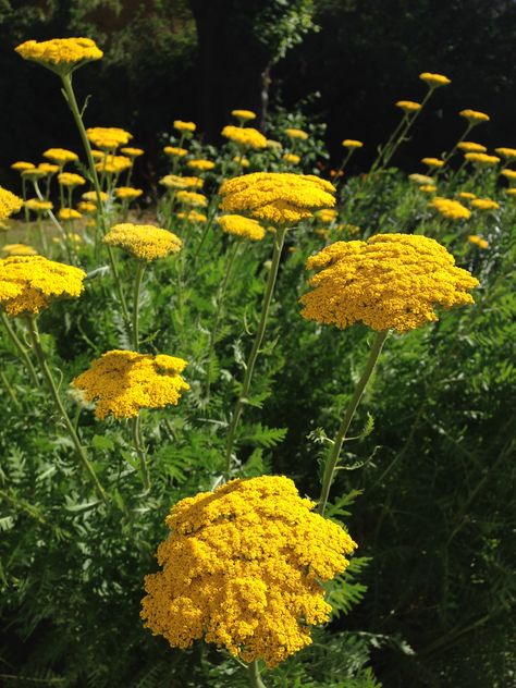 Achillea filipendulina Achillea Filipendulina, Autumn Fruit, Sunny Garden, Gardening Inspiration, Flower Cottage, Fall Fruits, Hardy Perennials, Ornamental Plants, Creative Home