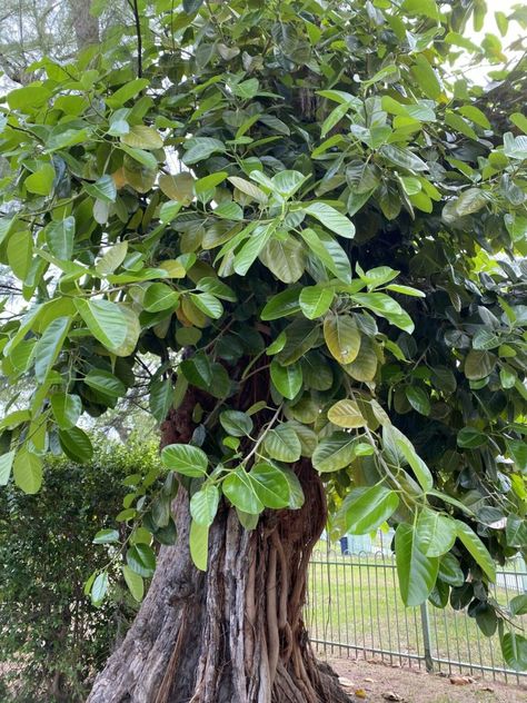 Ficus Altissima: How To Grow And Care for Ficus Yellow Gem plant Ficus Yellow Gem, Ficus Elastica Robusta, Variegated Ficus Elastica, Ficus Altissima, Dirt Therapy, Ficus Ginseng, Air Layering, Weeping Ficus Tree Real We’re To Buy, Ficus Benjamina