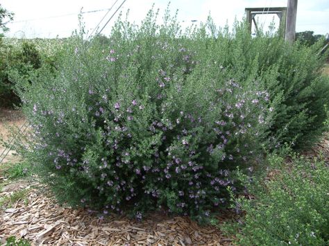 Westringia 'Blue Gem' Westringia Fruticosa, Front Landscaping, Planting Shrubs, Raised Planter, Drought Tolerant Plants, Perfect Plants, Deciduous Trees, Blue Gems, Types Of Soil